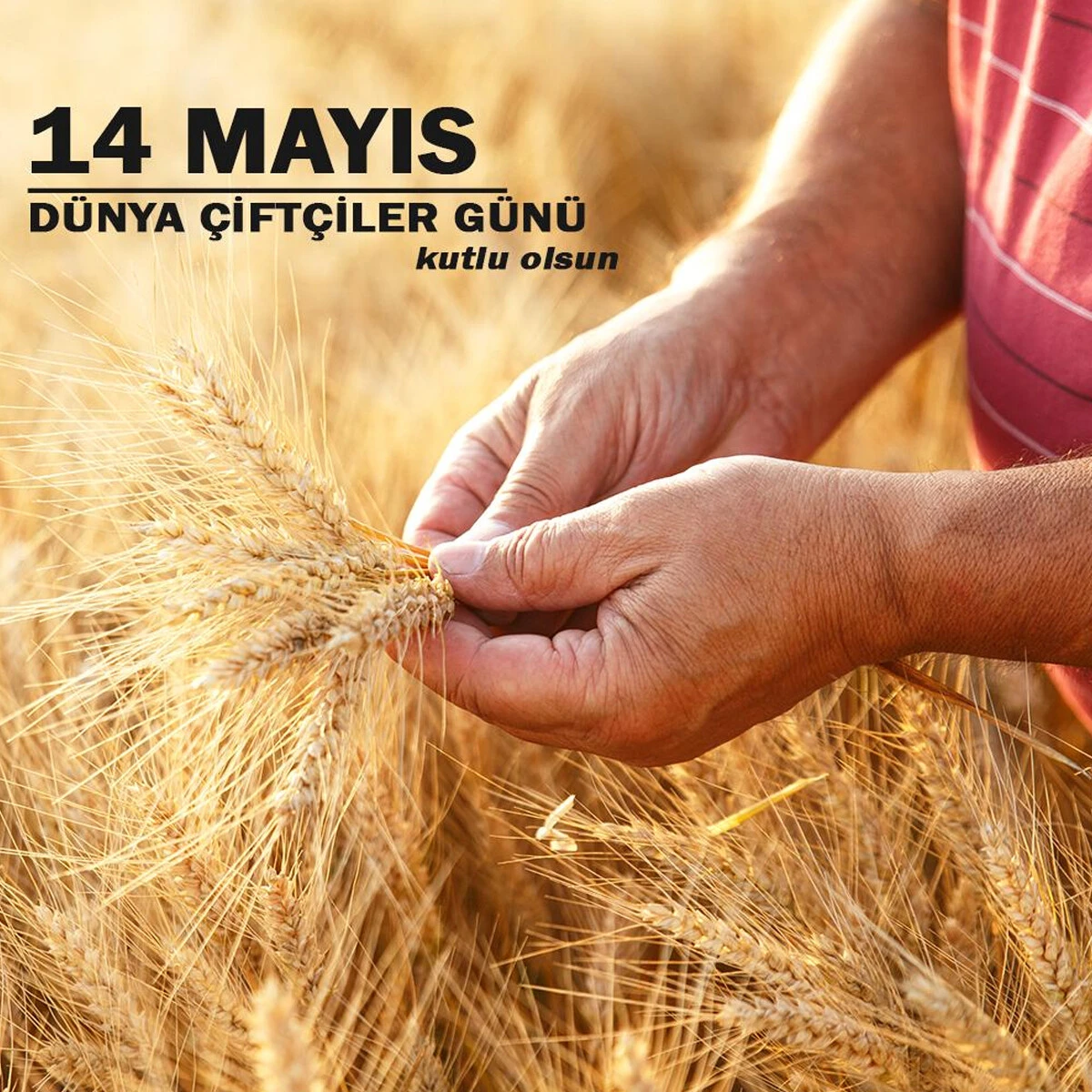 14 Mayıs Çiftçiler Günü mesajları: En güzel ve anlamlı Çiftçiler Günü kutlama mesajları