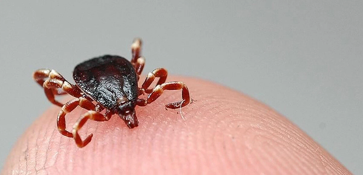 Kene kabusu geri döndü, bir kişi hayatını kaybetti