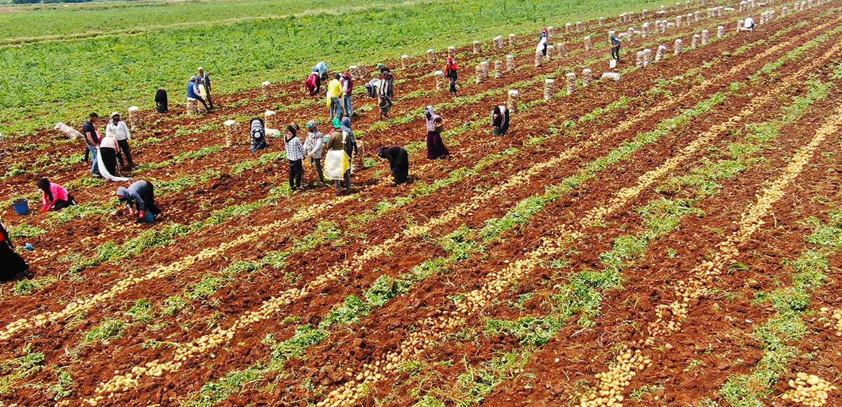 Patates üreticisinin yüzü güldü ama… Rekolte ve ekim alanı bu sene düştü: Tüketicinin sofrasına pahalı gelecek