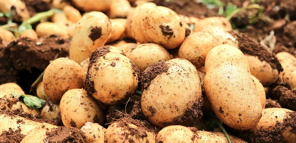 Patates üreticisinin yüzü güldü ama… Rekolte ve ekim alanı bu sene düştü: Tüketicinin sofrasına pahalı gelecek