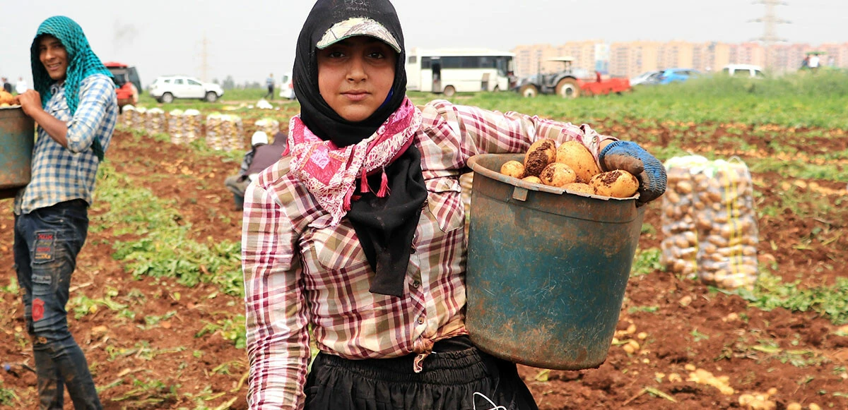 Patates üreticisinin yüzü güldü ama… Rekolte ve ekim alanı bu sene düştü: Tüketicinin sofrasına pahalı gelecek