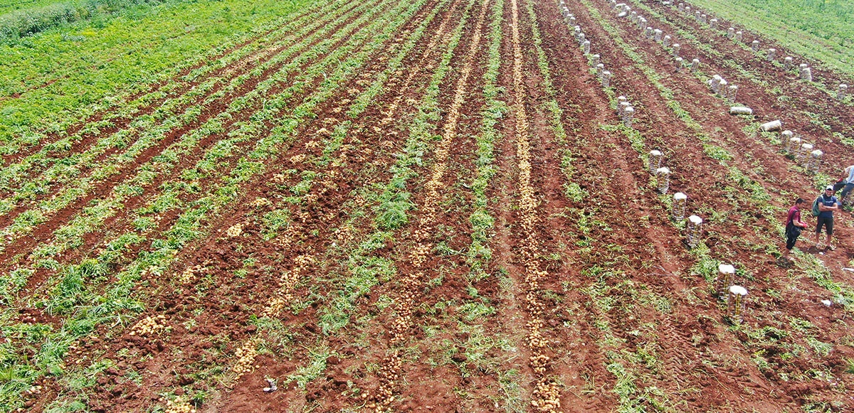 Patates üreticisinin yüzü güldü ama… Rekolte ve ekim alanı bu sene düştü: Tüketicinin sofrasına pahalı gelecek