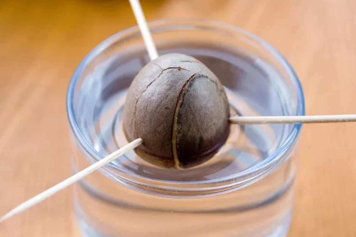 Paranız cebinizde kalsın! Evde avokado yetiştirmenin incelikleriyle sakinliğin ve huzurun tadına varın