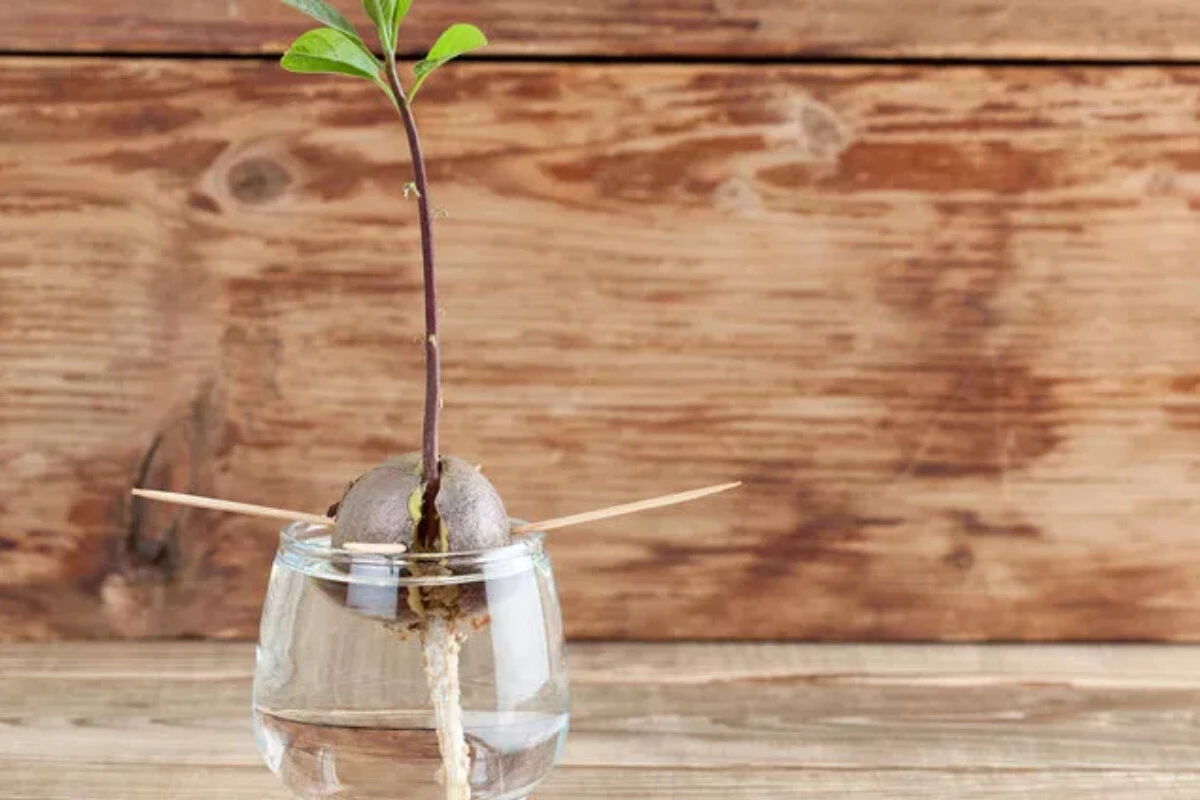 Paranız cebinizde kalsın! Evde avokado yetiştirmenin incelikleriyle sakinliğin ve huzurun tadına varın