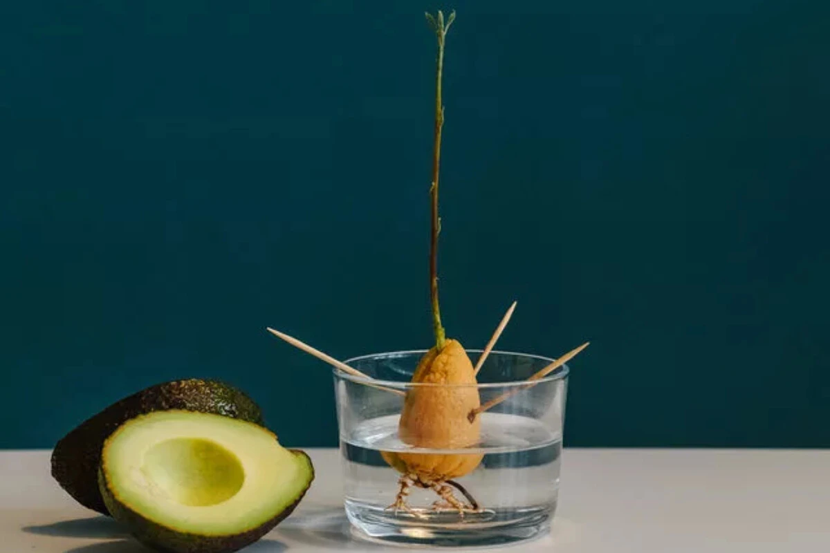 Paranız cebinizde kalsın! Evde avokado yetiştirmenin incelikleriyle sakinliğin ve huzurun tadına varın