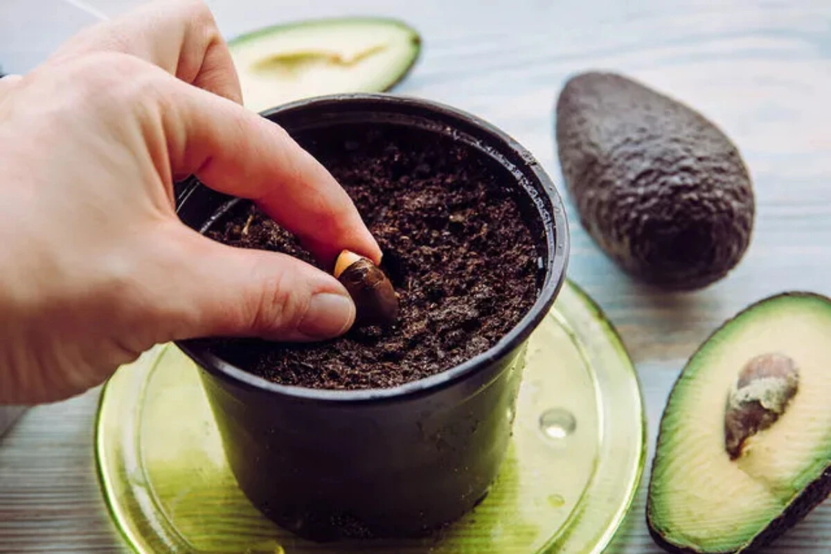 Paranız cebinizde kalsın! Evde avokado yetiştirmenin incelikleriyle sakinliğin ve huzurun tadına varın