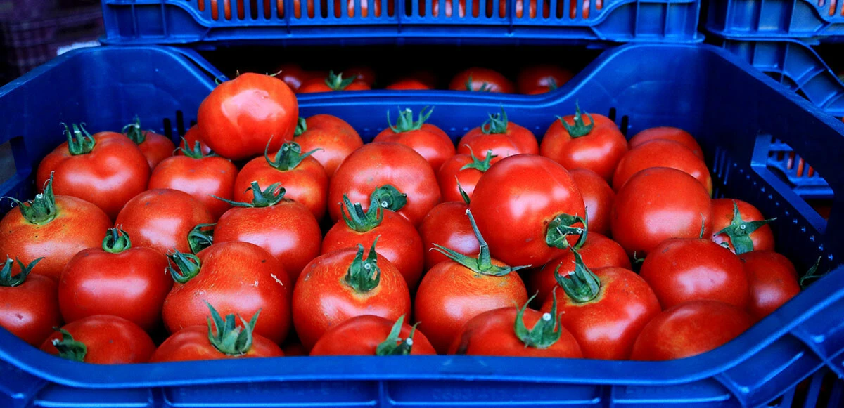 Haldeki fiyatlar düşüşe geçti! Sebze ve meyve yarıya inecek