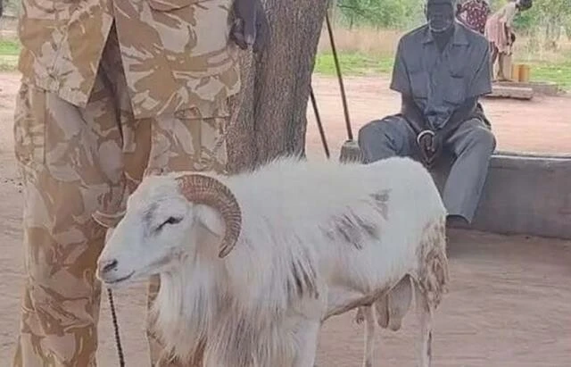 Boynuzlarıyla kadını öldüren koç gözaltına alındı! Cezası kesildi