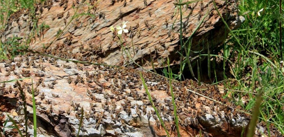 Çiftçilerin korkulu rüyası: Tarım arazilerini istila eden çekirgeler hasadı tehdit ediyor