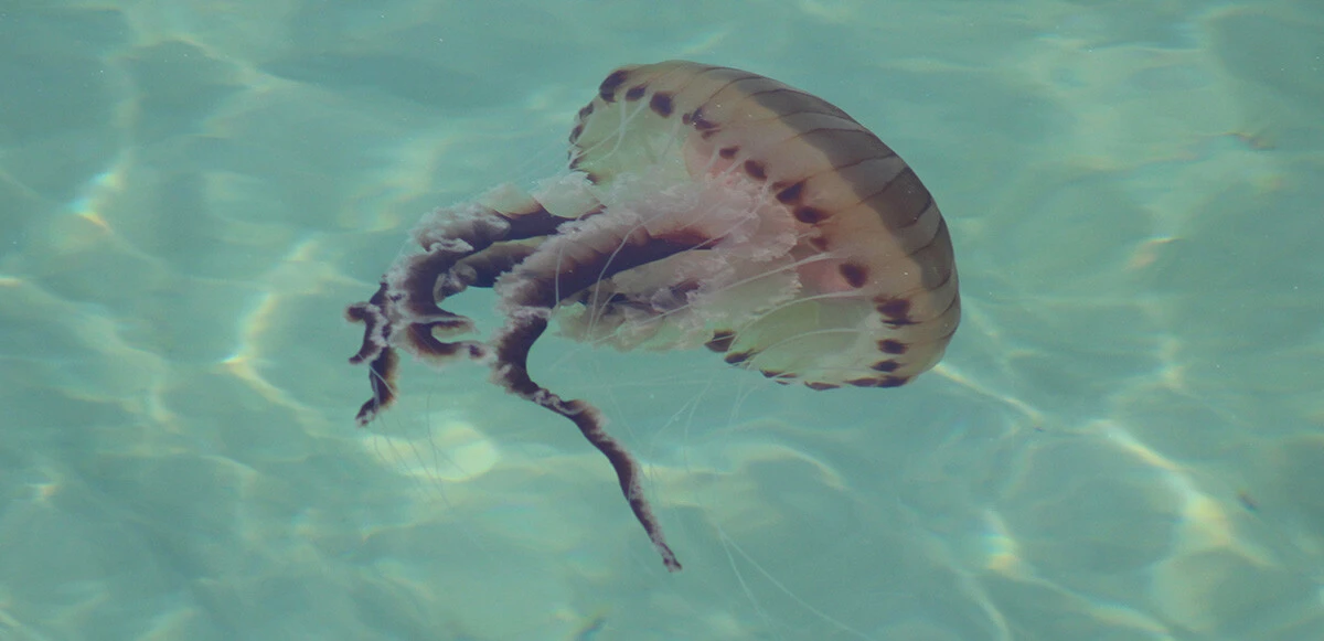 Ne ölüsüne ne dirisine asla dokunmayın! Dünyanın en zehirli türü Tekirdağ kıyılarında