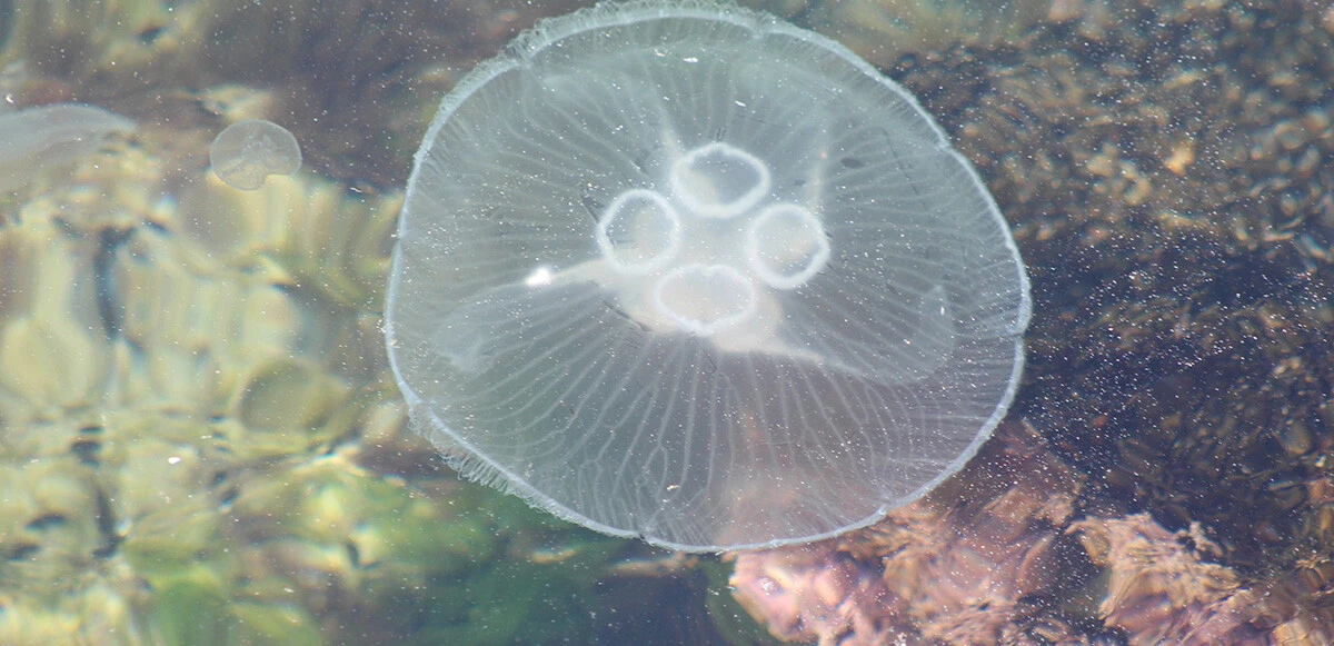 Ne ölüsüne ne dirisine asla dokunmayın! Dünyanın en zehirli türü Tekirdağ kıyılarında