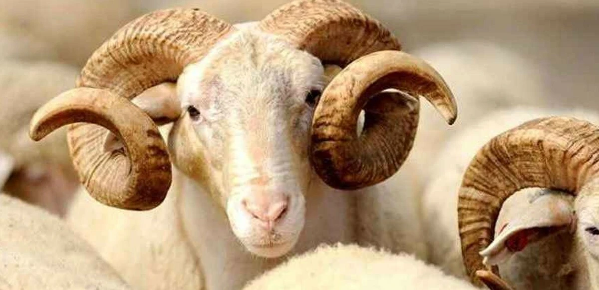 Kurbanlık seçerken dikkat, paranız boşa gitmesin: Dişi hayvan kurbanlık olur mu? Hangi hayvan kesilmez