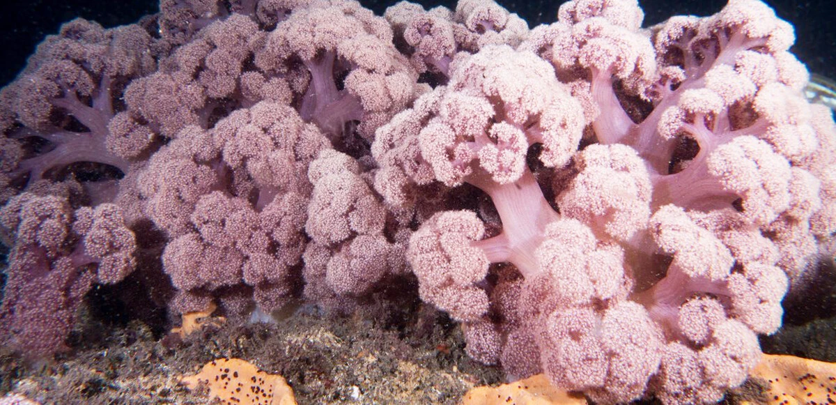 Çığır açan kanseri ilacı! Çare beklenmedik yerden çıktı