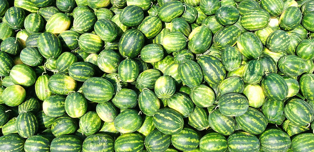 Karpuzun tarlada kilosu 3 lira markette ise 20 liraya yaklaştı