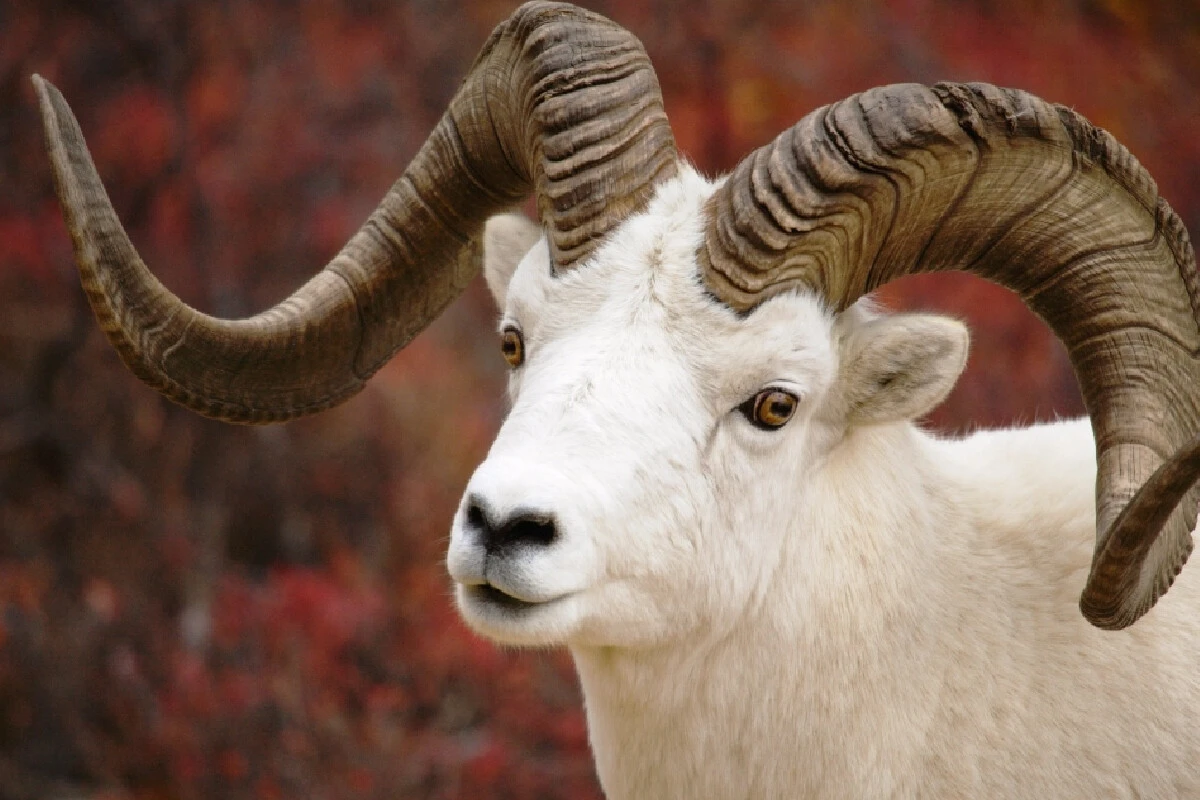 Kurban nasıl kesilir? Kurban kaç kişi ile kesilir? İşte kurban keserken dikkat edilmesi gerekenler