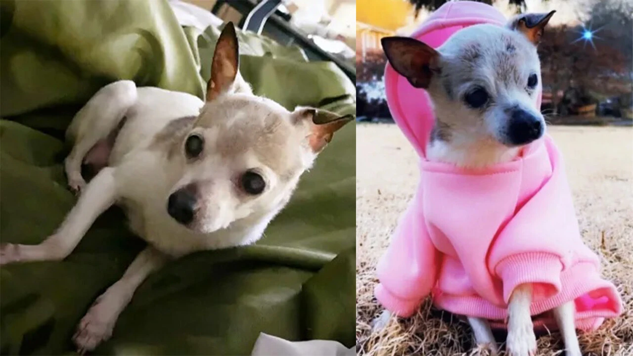 Dünyanın en yaşlı köpeği el değiştirdi: Pebbles Guinness Dünya Rekoru kırdı