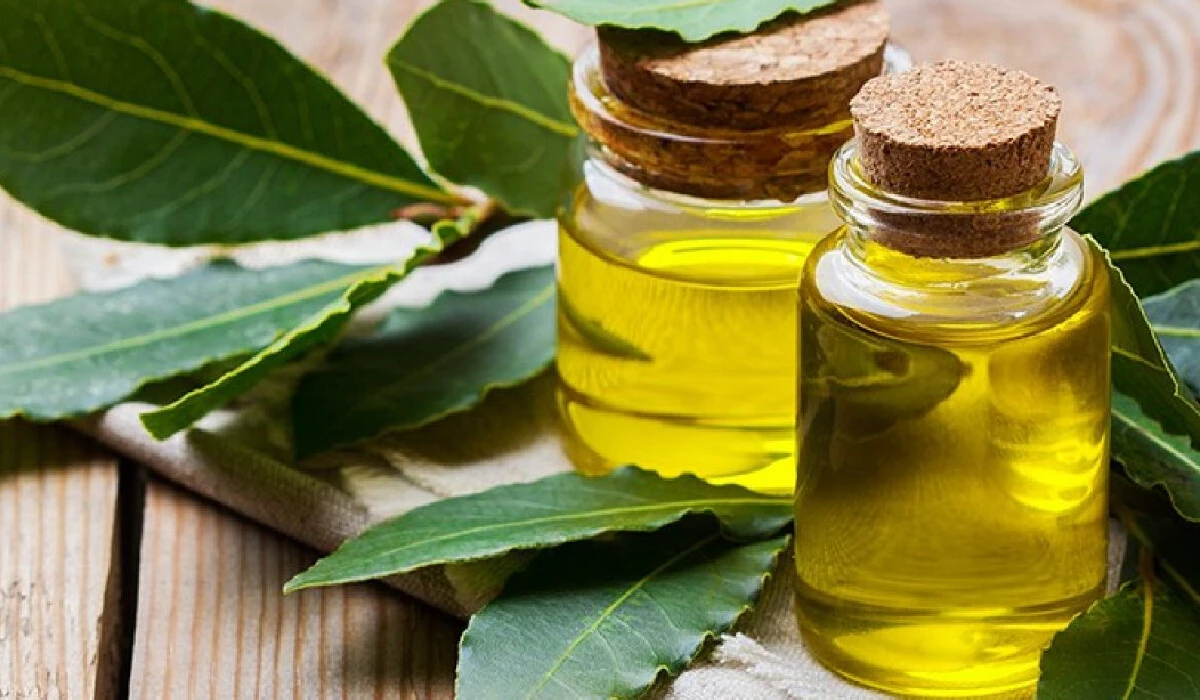 Herkesin korkulu rüyası saçta kepek oluşumuna son! İbn-i Sina bin yıl öncesinden önerdi: Üstelik hem ucuz hem doğal yöntem