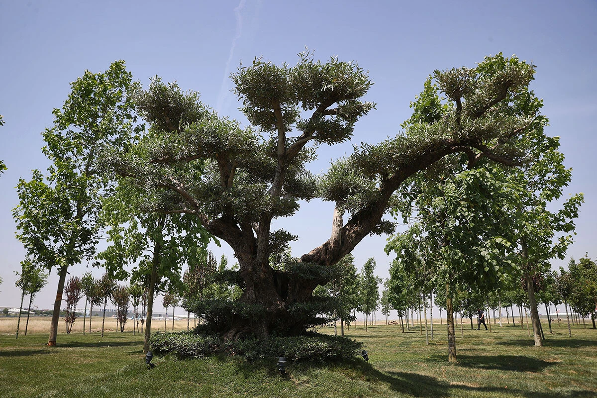 İstanbul'da fetih coşkusu: Atatürk Havalimanı Millet Bahçesi'nin ilk fidanları dikildi