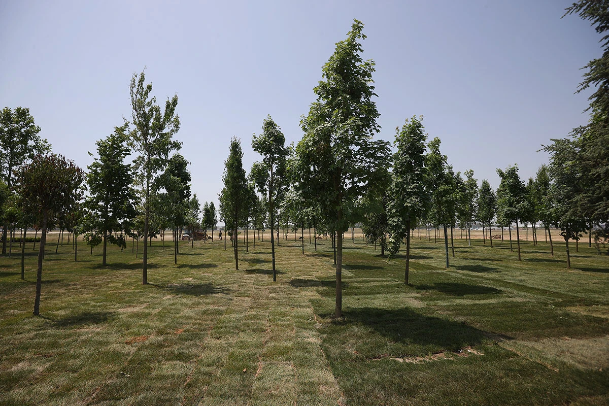 İstanbul'da fetih coşkusu: Atatürk Havalimanı Millet Bahçesi'nin ilk fidanları dikildi