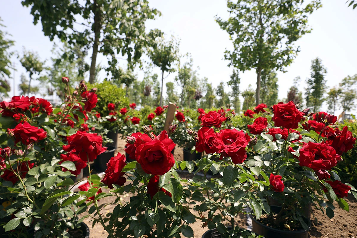 İstanbul'da fetih coşkusu: Atatürk Havalimanı Millet Bahçesi'nin ilk fidanları dikildi