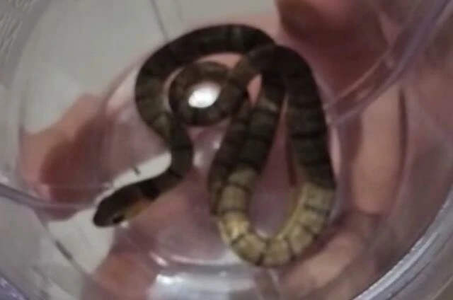 Dünyadaki en ölümcül yılanlardan biri kış uykusundan uyanır uyanmaz saldırıya geçti