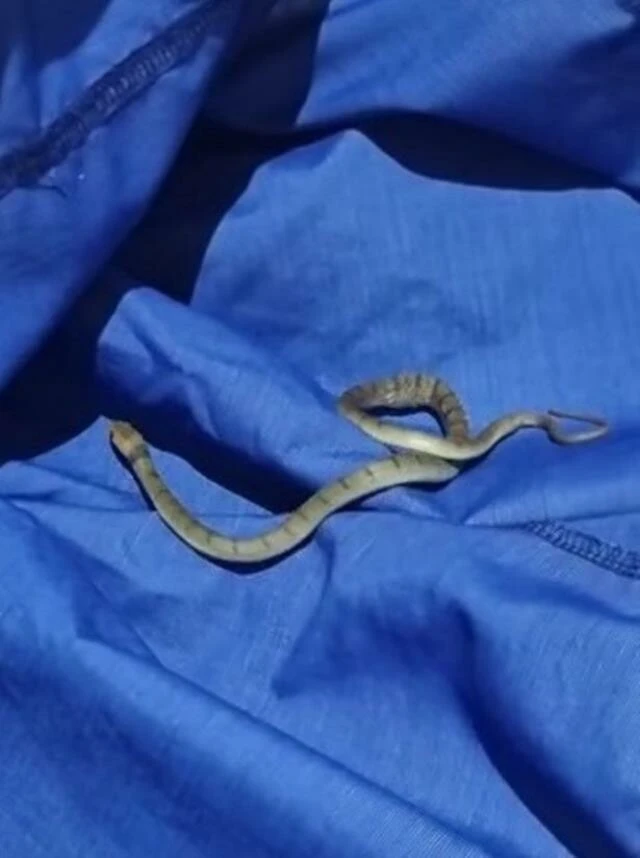 Dünyadaki en ölümcül yılanlardan biri kış uykusundan uyanır uyanmaz saldırıya geçti