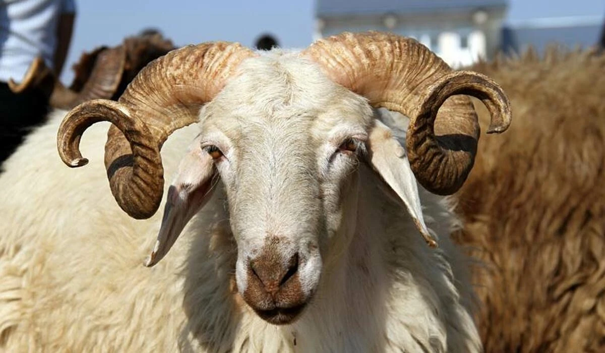 Son dakika! Diyanet, 2022 vekalet yoluyla kurban kesim bedelini açıkladı