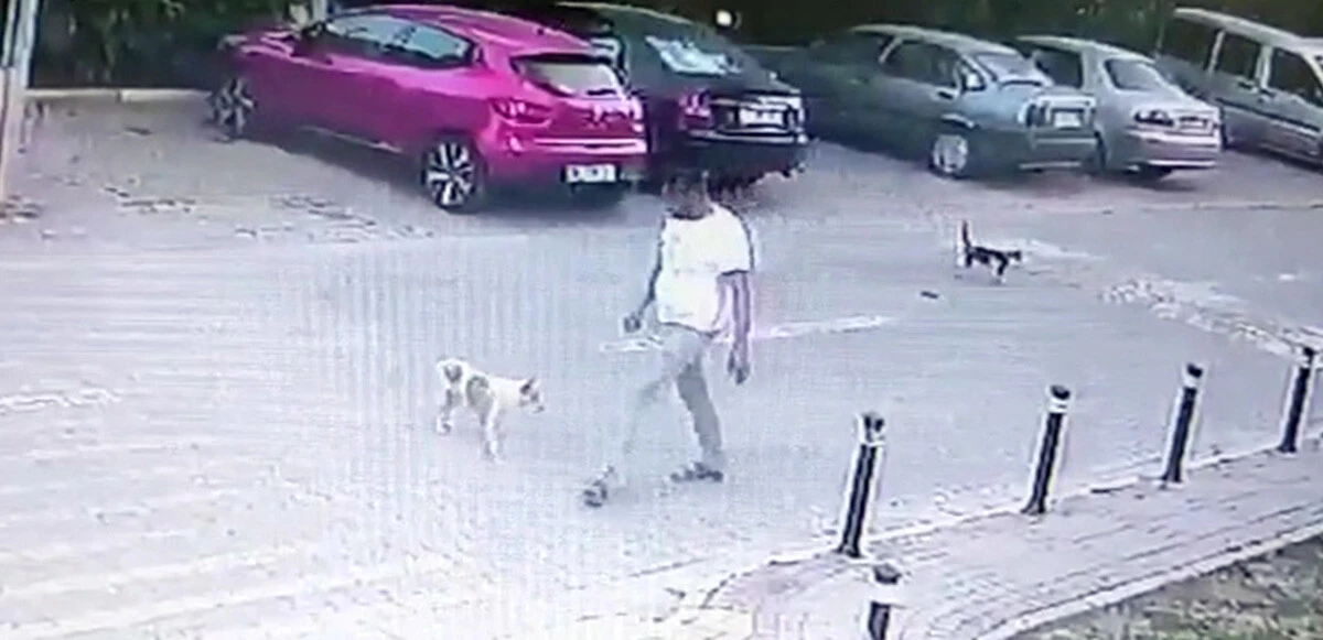 Sebepsiz yere köpeğe tekme attı, tepki çekti