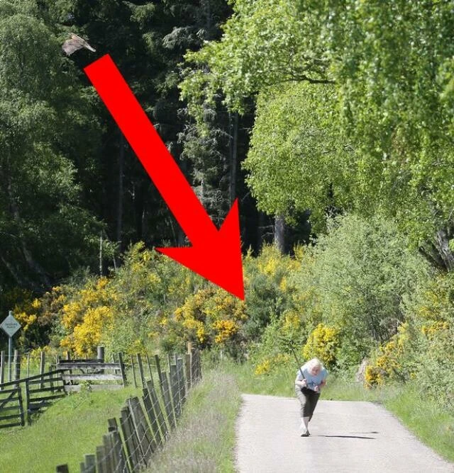 'Katil' kuş köydekilerin huzurunu kaçırdı! Özellikle sarışınları hedef alıyor