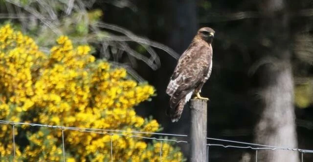 'Katil' kuş köydekilerin huzurunu kaçırdı! Özellikle sarışınları hedef alıyor