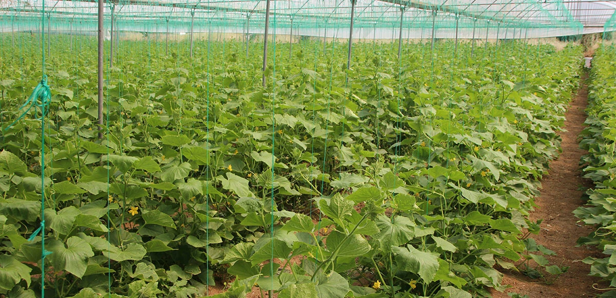 Üreticiler isyan etti: Salatalık fiyatı marketlere ulaşana kadar 5 kat artıyor!