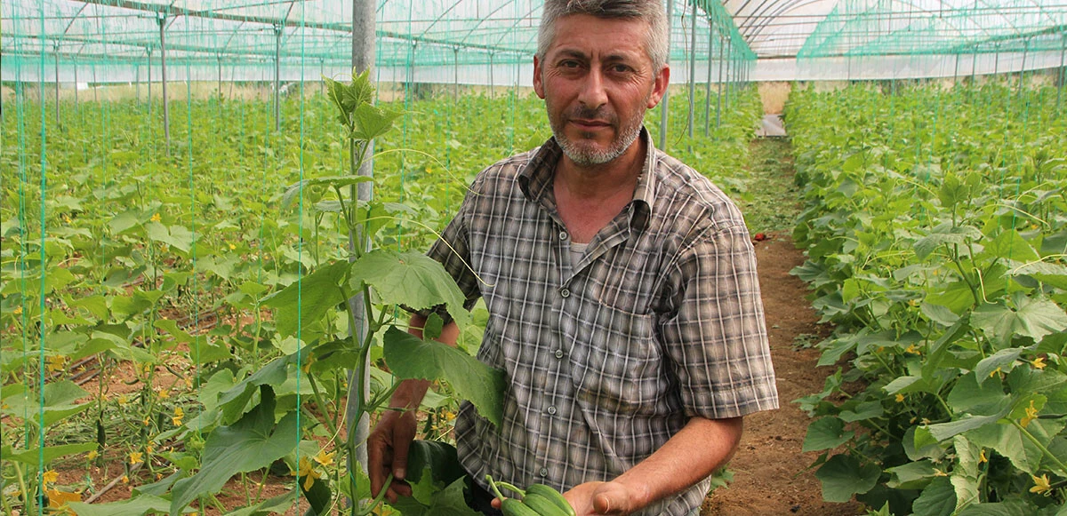 Üreticiler isyan etti: Salatalık fiyatı marketlere ulaşana kadar 5 kat artıyor!