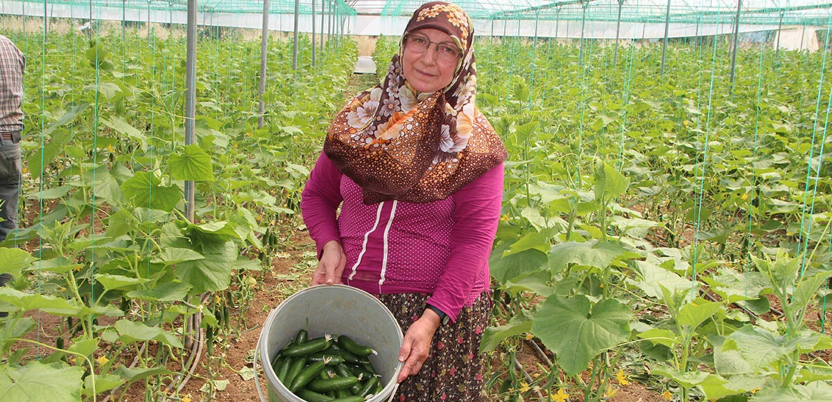 Üreticiler isyan etti: Salatalık fiyatı marketlere ulaşana kadar 5 kat artıyor!