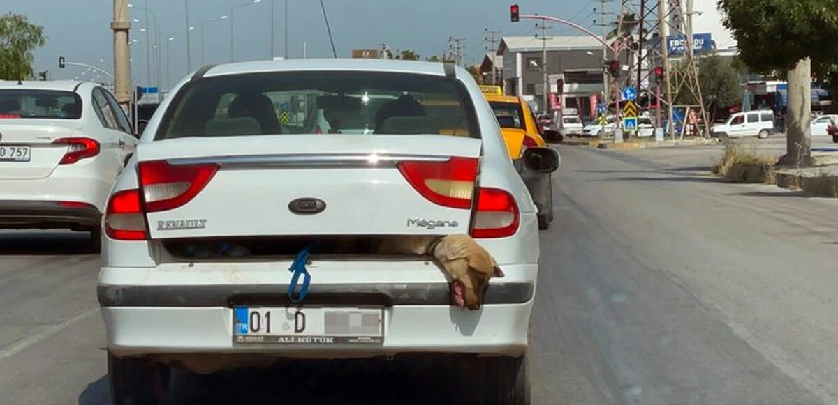 Vicdansızlığın bedeli 2 bin lira mı? Adana’da bagajda köpeği taşıyan sahibe para cezası