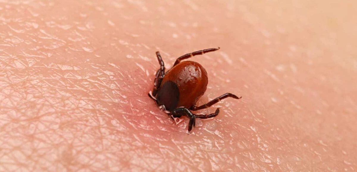 Uzman isimden kene uyarısı: Sakın bunu yapmayın, enjekte oluyor