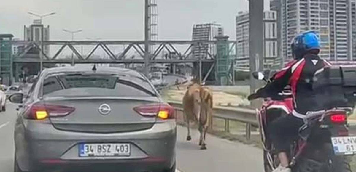 İstanbul'da E-5 Karayolu'nda inekler trafiği durdurdu