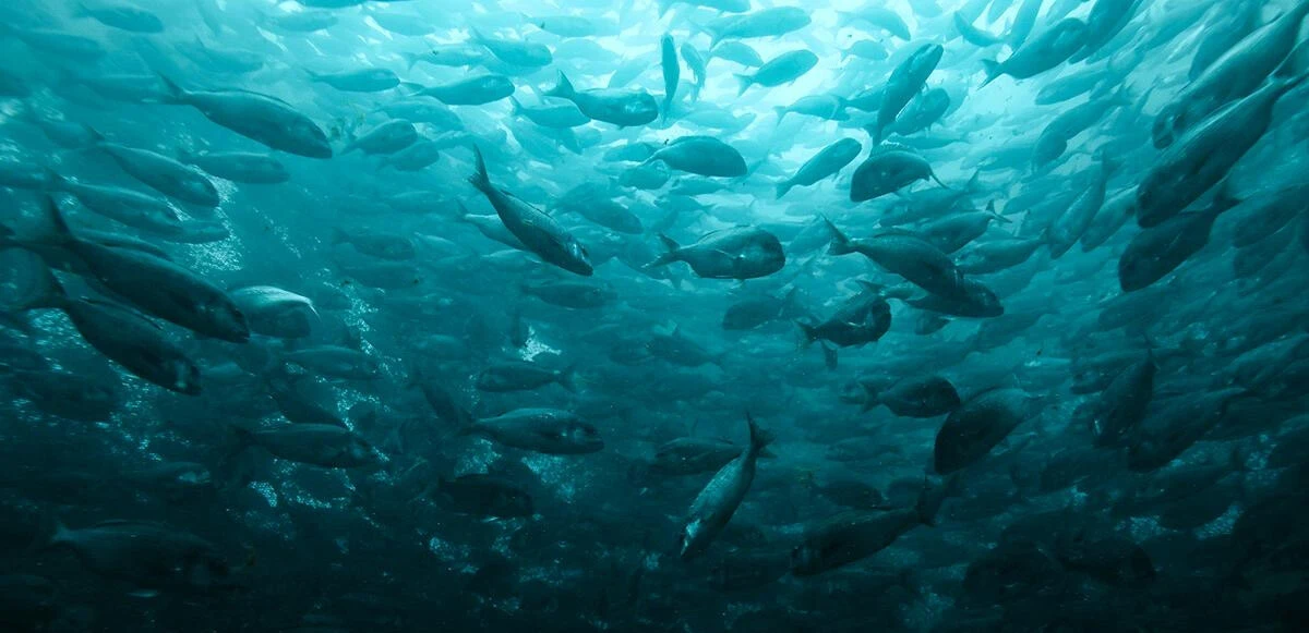 Balıkların fiyatı ihracat ile fırladı! Fiyatlar cep yakıyor