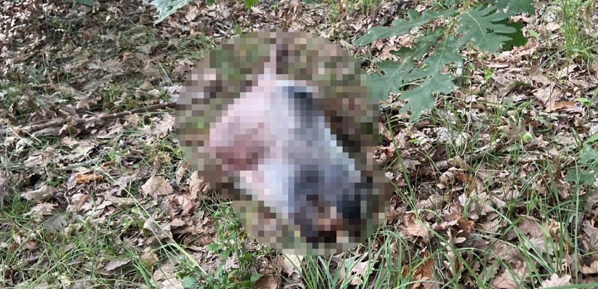 Kesik başları 20 metre uzakta bulundu! Derileri yüzülmüş, yalnızca kemikleri kalmış