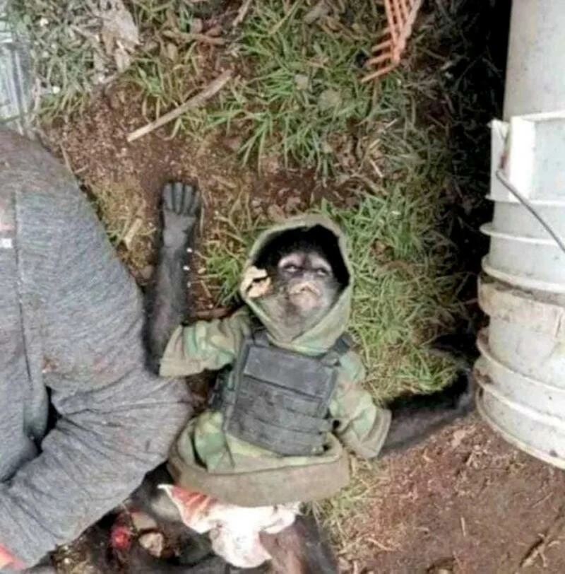 Meksika'da çeteyle polis çatıştı! Kurşungeçirmez yelekli primat öldürüldü