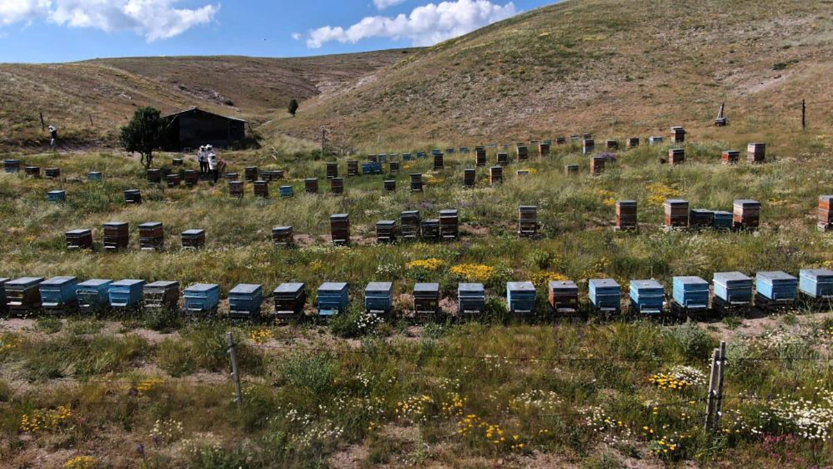 Düzenekle karşılaşan ayılar arkasına bakmadan kaçıyor