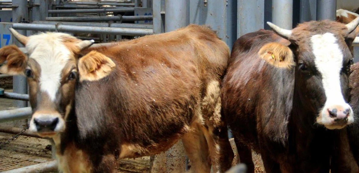 Pandemisiz ilk Kurban Bayramı'na az kaldı! Pazarlıkta sopalar gitti el sıkışma geri döndü