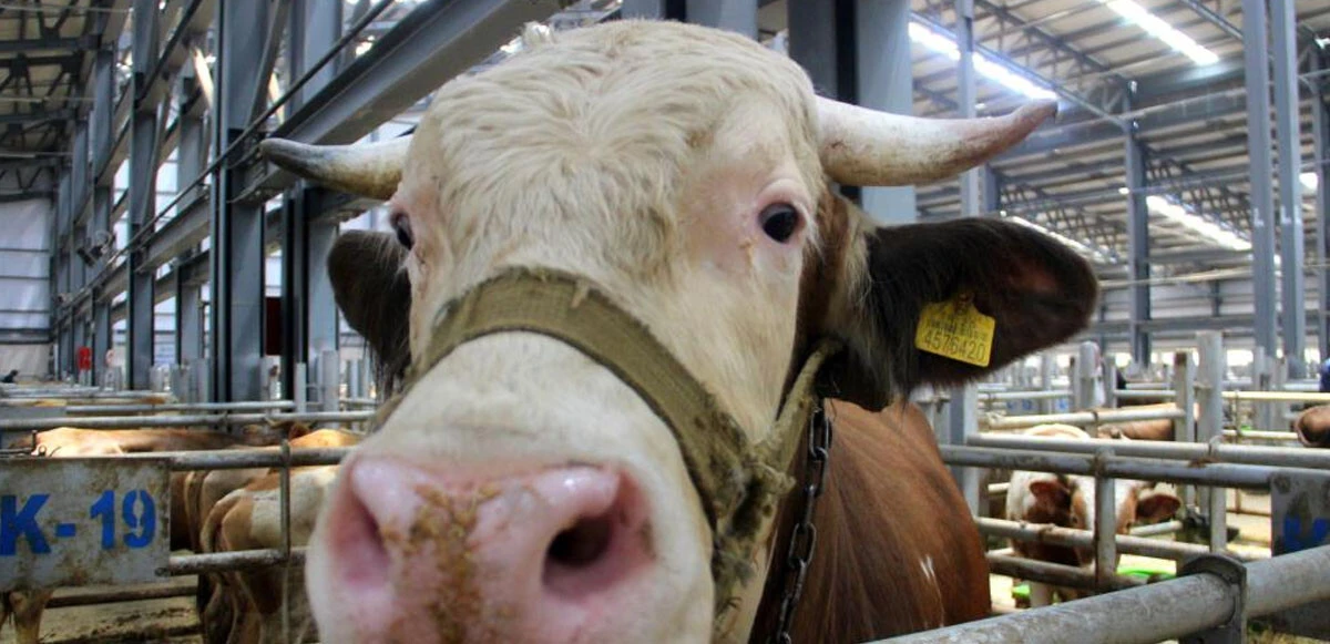 Pandemisiz ilk Kurban Bayramı'na az kaldı! Pazarlıkta sopalar gitti el sıkışma geri döndü