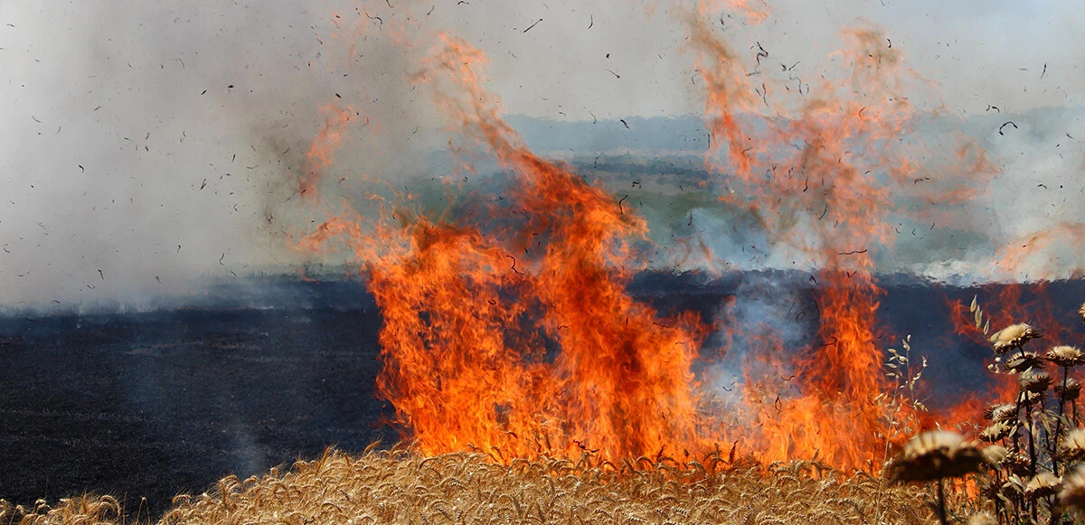 Tekirdağ'da buğday ekili alan kül oldu