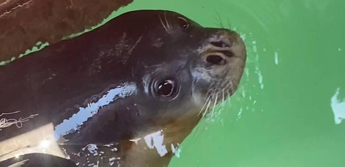 Nesli tükenmek üzere olan Akdeniz fokundan tatlı sürpriz