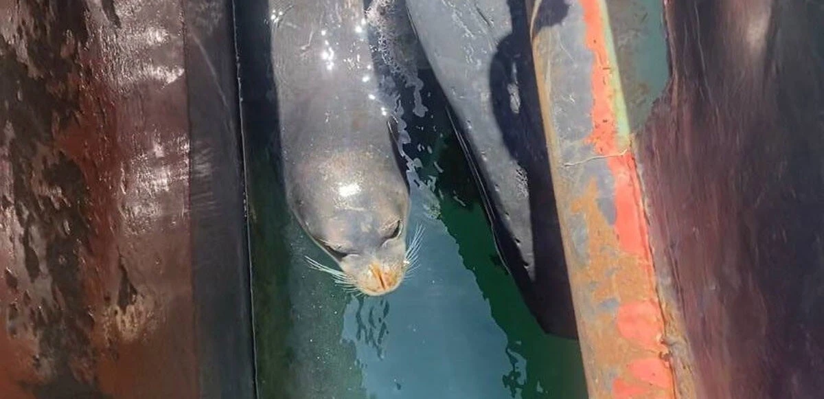 Nesli tükenmek üzere olan Akdeniz fokundan tatlı sürpriz