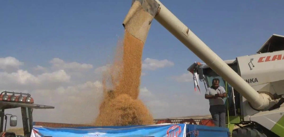 Siirtli çiftçinin buğday sevinci: Akan ürünün altında 'banyo yaptı'