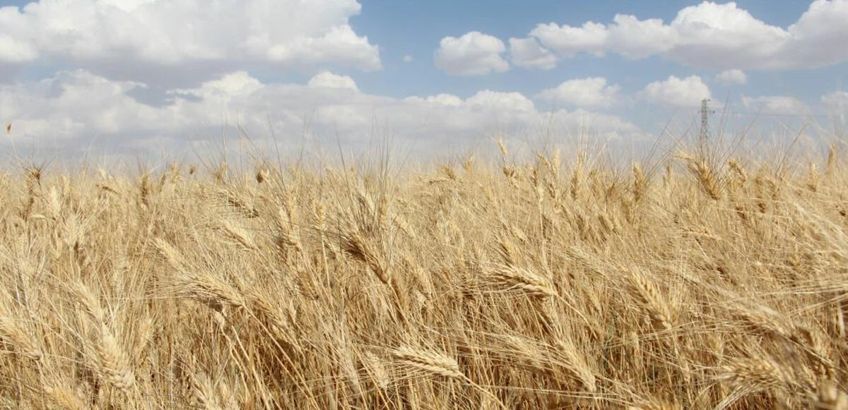 Siirtli çiftçinin buğday sevinci: Akan ürünün altında 'banyo yaptı'