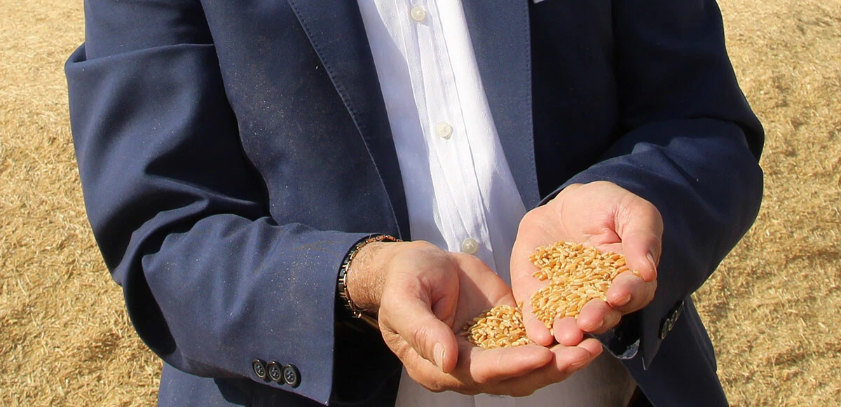 Siirtli çiftçinin buğday sevinci: Akan ürünün altında 'banyo yaptı'