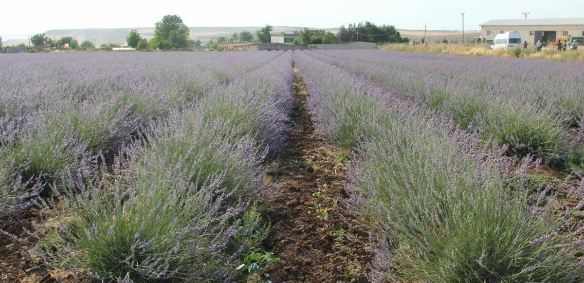 Devlet destek verdi, Siirtli çiftçiler yetiştirdi: Lavantanın geliri çok gideri yok