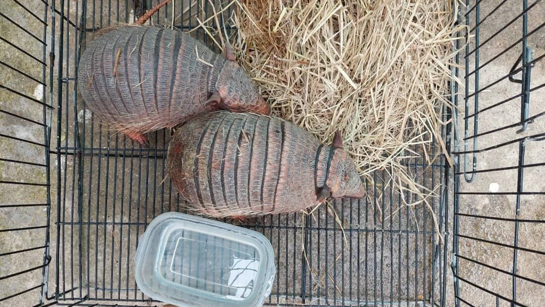 109 canlı hayvanı bavullarla kaçıracaklardı! Havalimanında yakalandılar